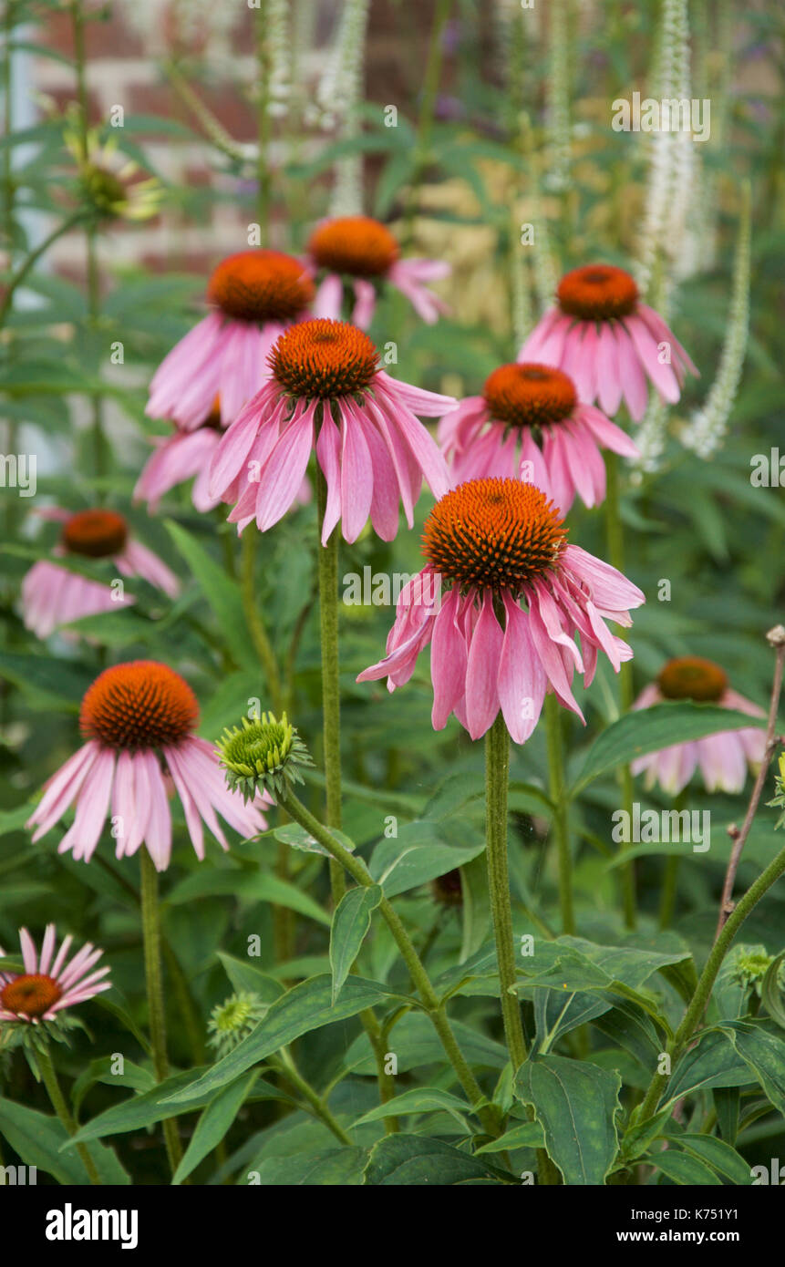 Echinacea Purpurea Blumen Stockfoto