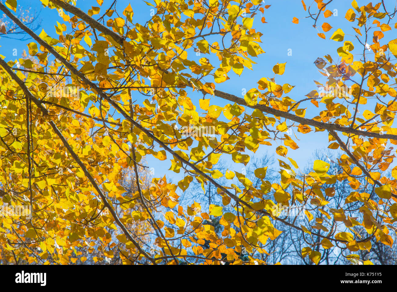 Niederlassungen der Baum im Herbst. Stockfoto