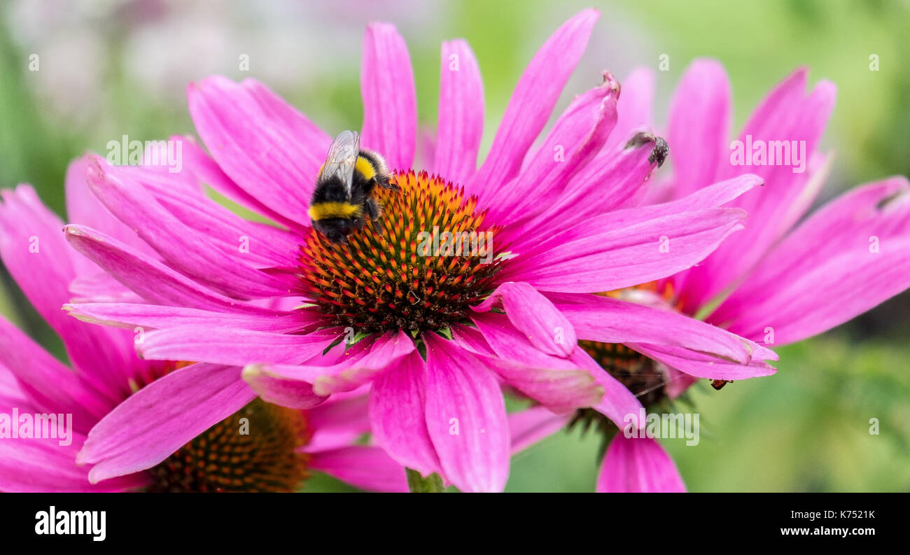 Biene bestäubt Pink daisy Osteospermum jucundum, die an der Universität von Nottingham Stockfoto