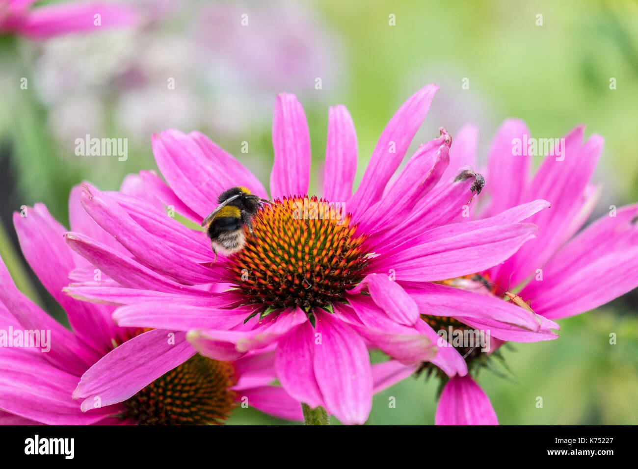 Biene bestäubt Pink daisy Osteospermum jucundum, die an der Universität von Nottingham Stockfoto