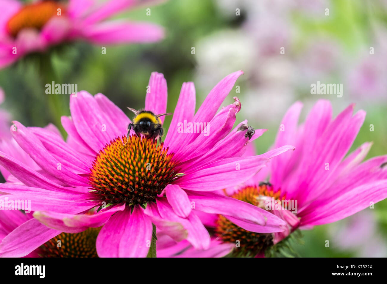 Biene bestäubt Pink daisy Osteospermum jucundum, die an der Universität von Nottingham Stockfoto