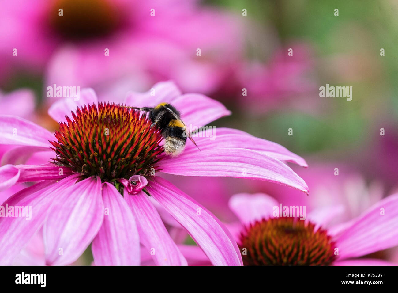 Biene bestäubt Pink daisy Osteospermum jucundum, die an der Universität von Nottingham Stockfoto