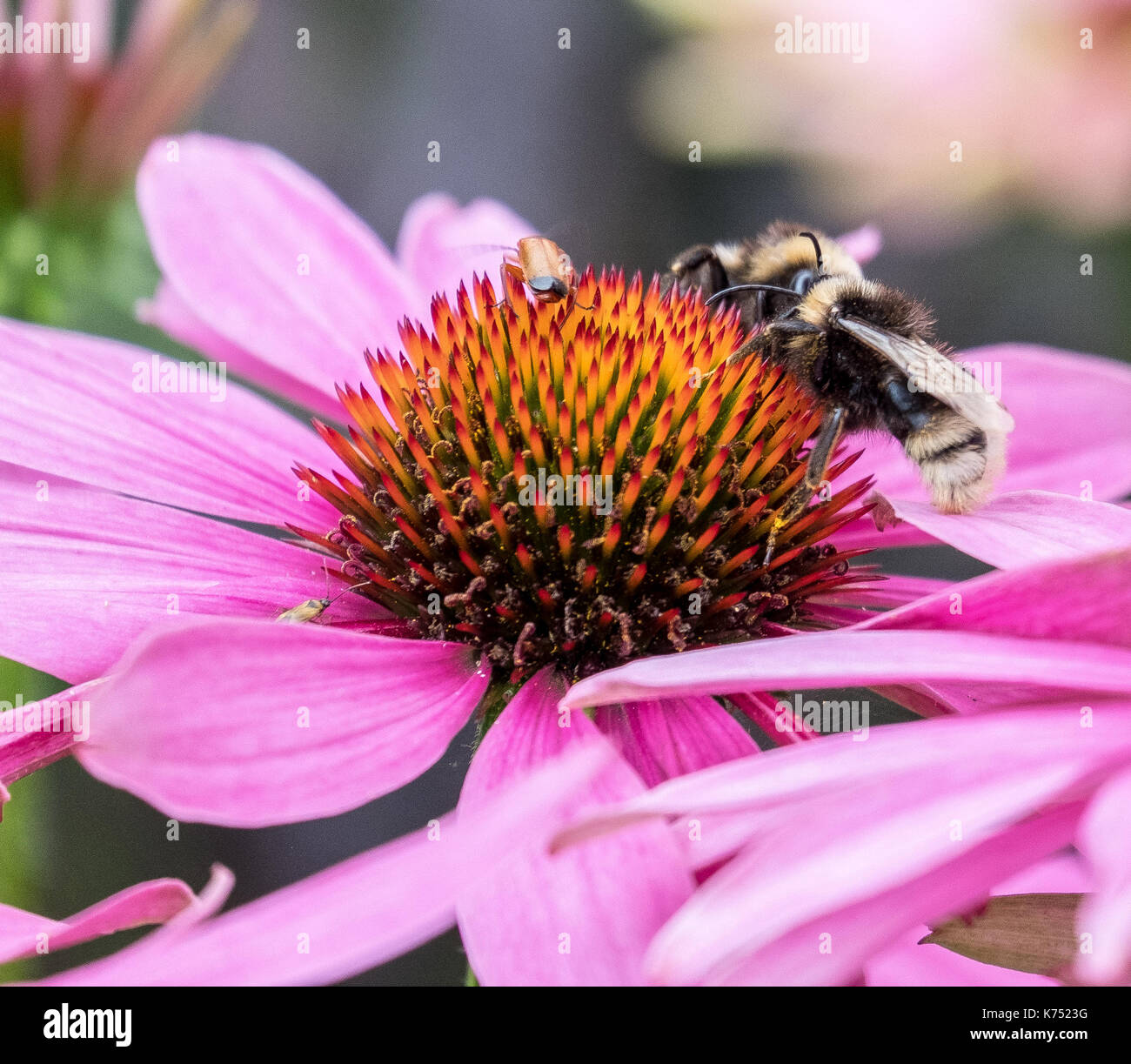 Biene bestäubt Pink daisy Osteospermum jucundum, die an der Universität von Nottingham Stockfoto