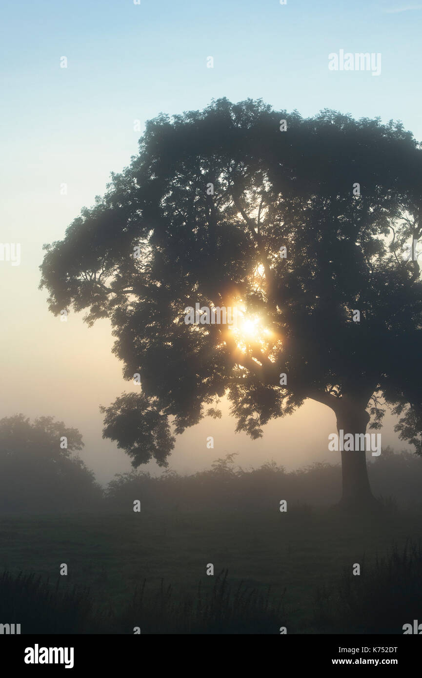Nebeliger nebeliger Morgenbaum Silhouette in der Landschaft von Oxfordshire. UK Stockfoto