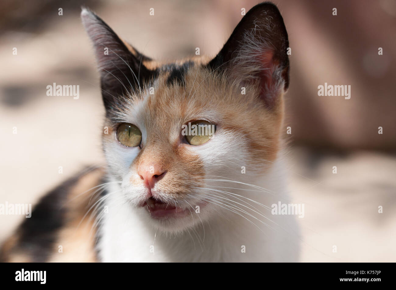 Katze Stockfoto