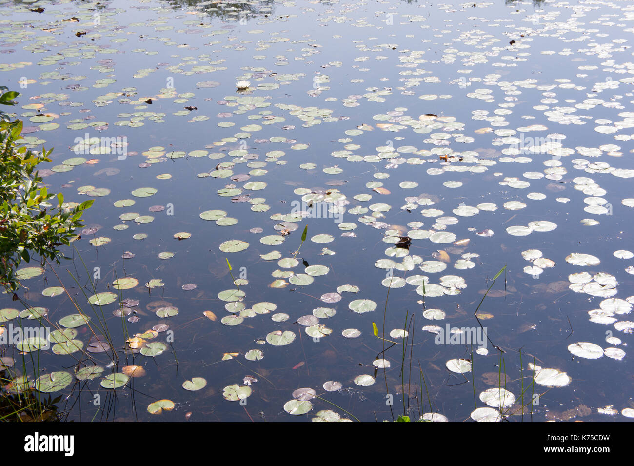 Teich Oberfläche mit Lilly Pads, DW Feld Park, Brockton MA USA Stockfoto