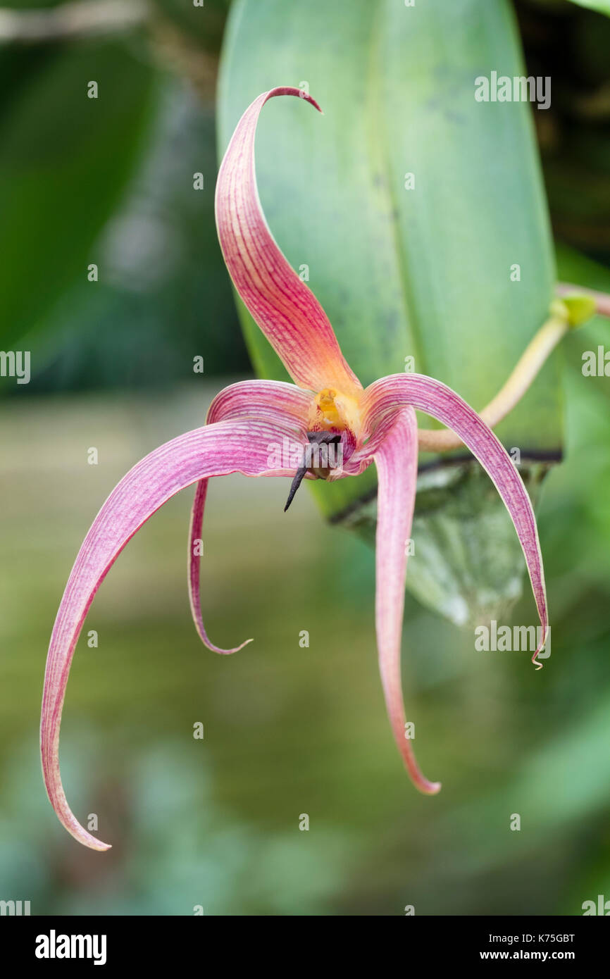 Blume des Bulbophyllum "Jersey", eine lange blühende Orchidee für warme intermediate Gewächshäuser Stockfoto