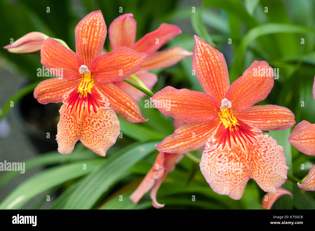 Für Zimmerpflanze und Intermediate Orchid House geeignet, Blumen der komplexe hybride, 'Burrageara Nelly Isler Orange' Stockfoto