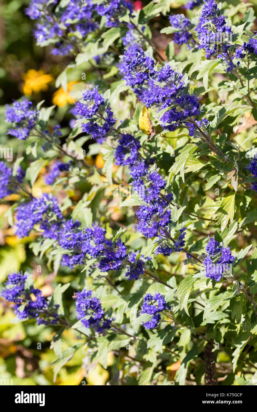 Blaue Blumen der Ende Sommer bis Anfang Herbst blühende sommergrüne Strauch, Caryopteris x clandonensis 'Grand bleu' Stockfoto