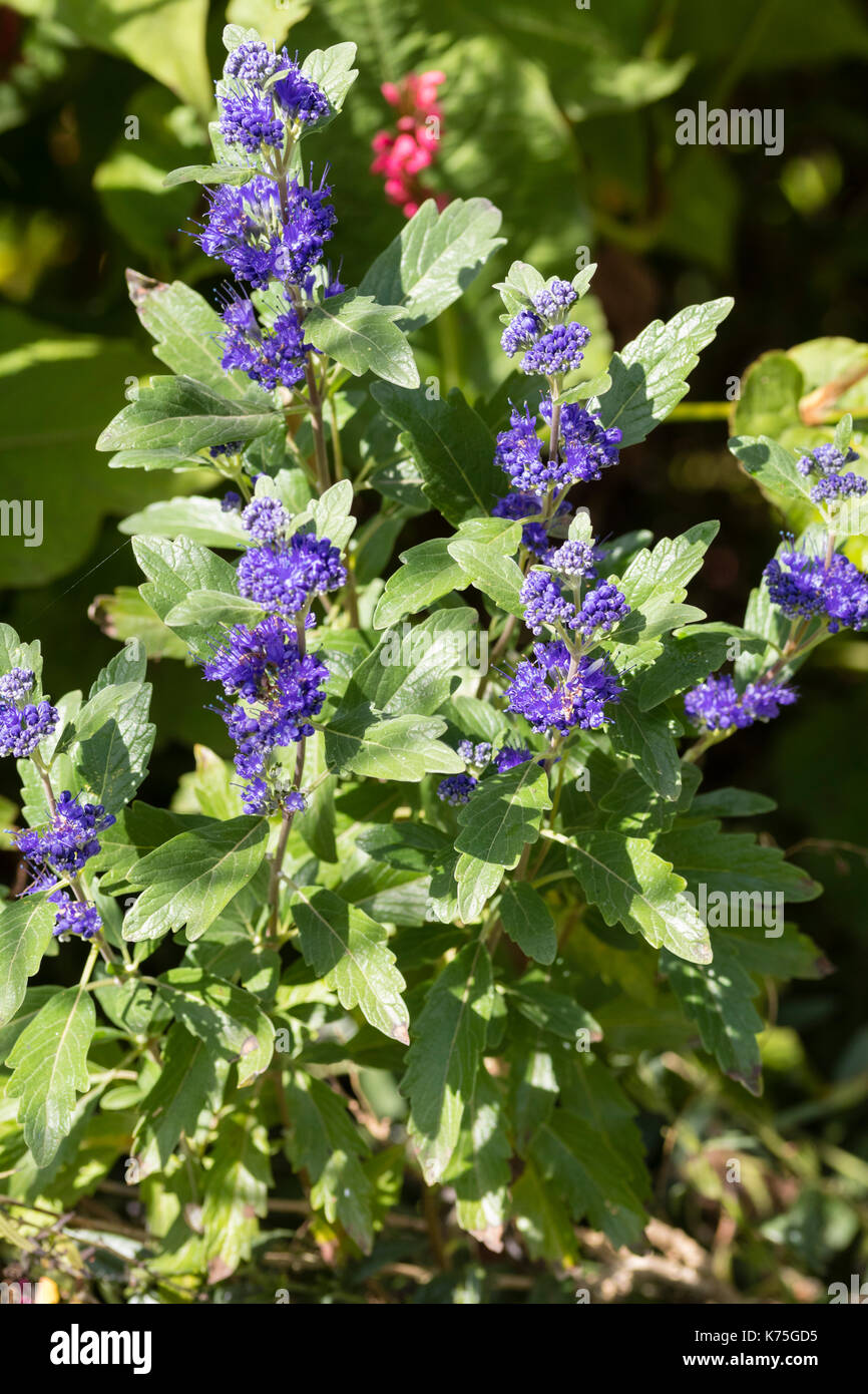 Blaue Blumen der Ende Sommer bis Anfang Herbst blühende sommergrüne Strauch, Caryopteris x clandonensis 'Grand bleu' Stockfoto