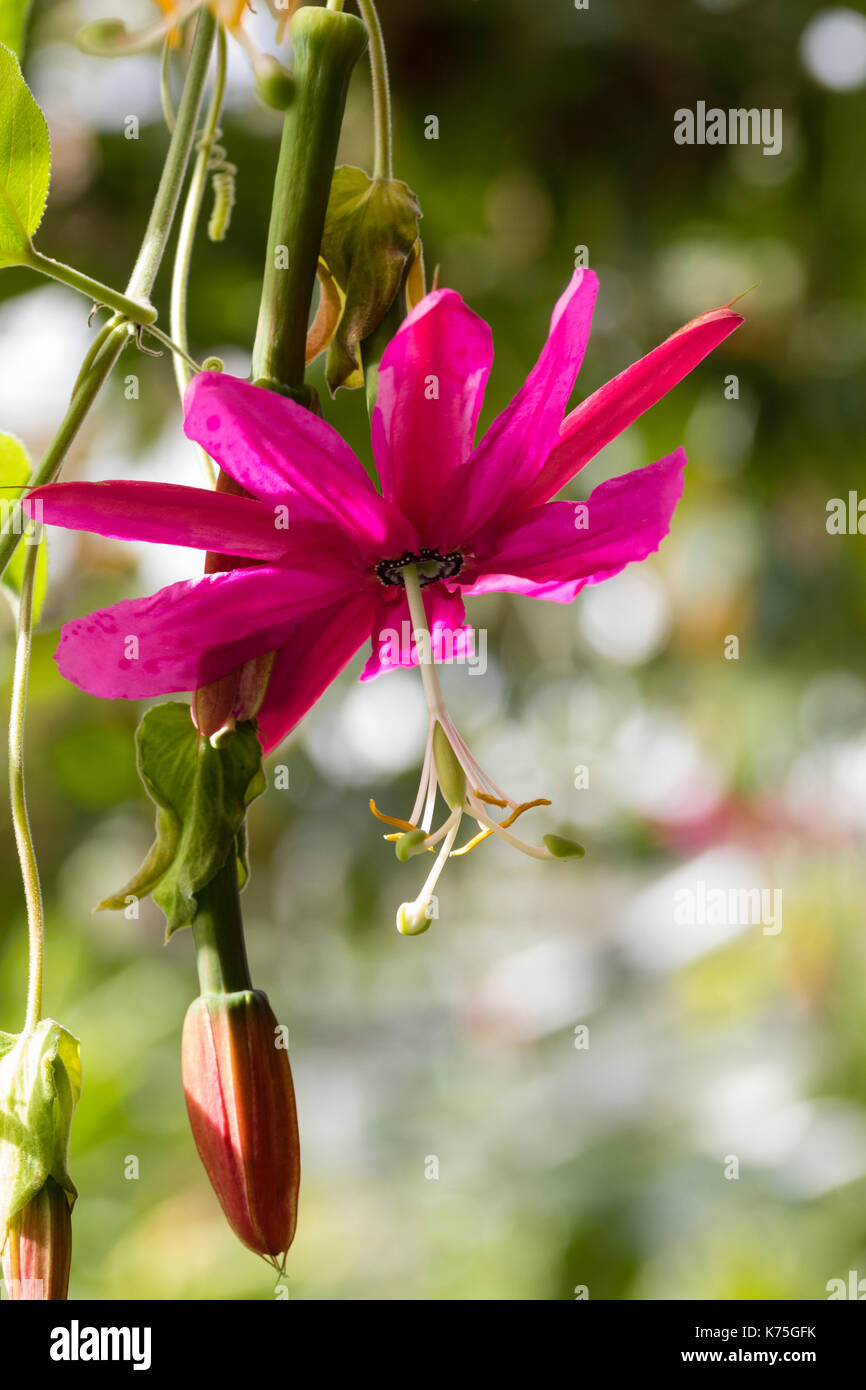 Dangling Blume der Ausschreibung Evergreen climing Passionsblume, Passiflora antioquensis "Hill House" Stockfoto