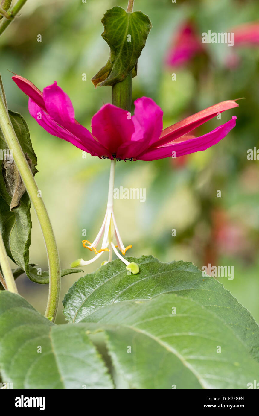 Dangling Blume der Ausschreibung Evergreen climing Passionsblume, Passiflora antioquensis "Hill House" Stockfoto