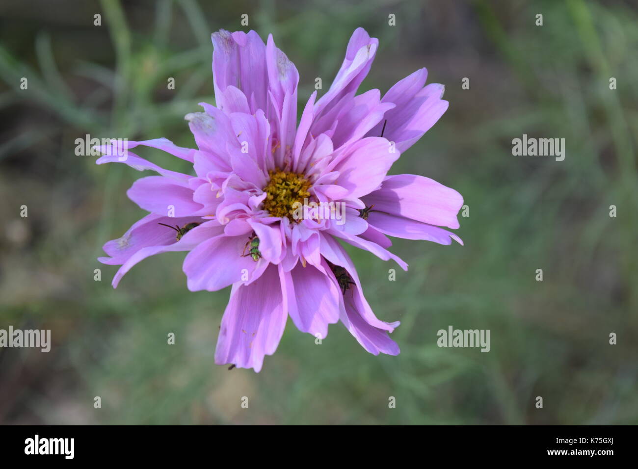 Blumen aus meinem Hinterhof Stockfoto