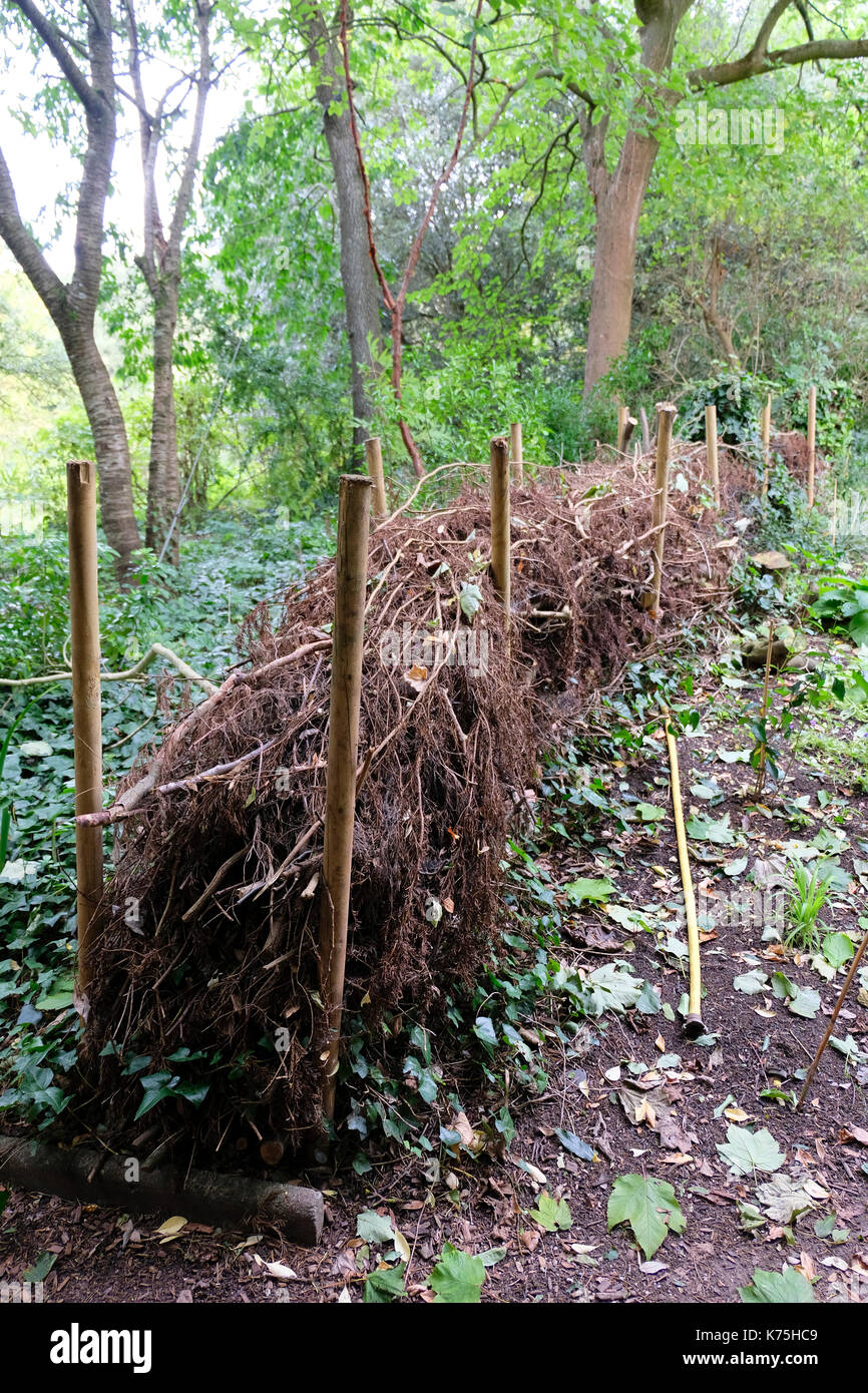 Tot Hedge im Bau als Mittel ein wildlife Corridor in öffentlichen Gärten zu erstellen Stockfoto