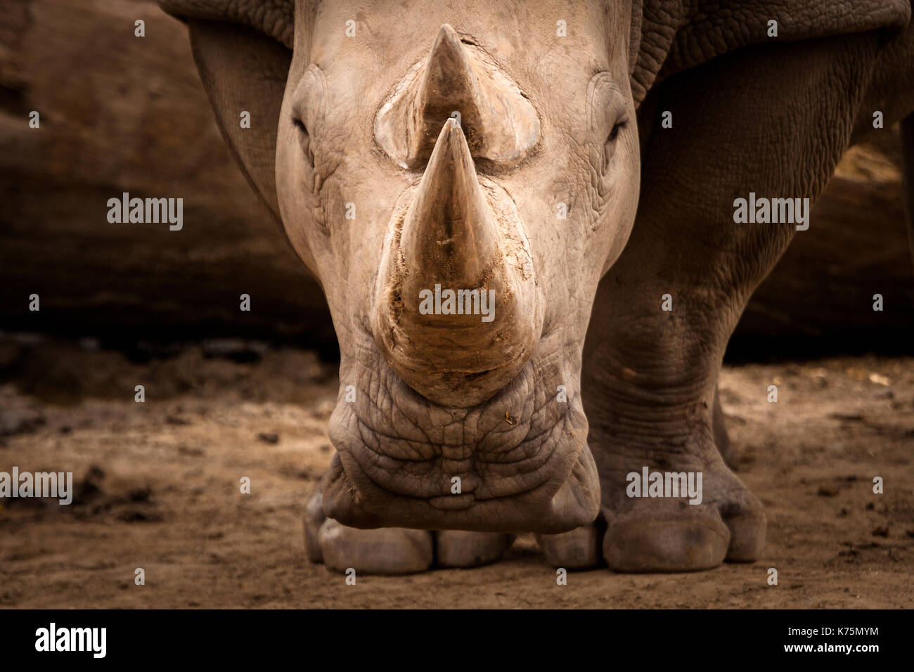 Rhino portrait Stockfoto