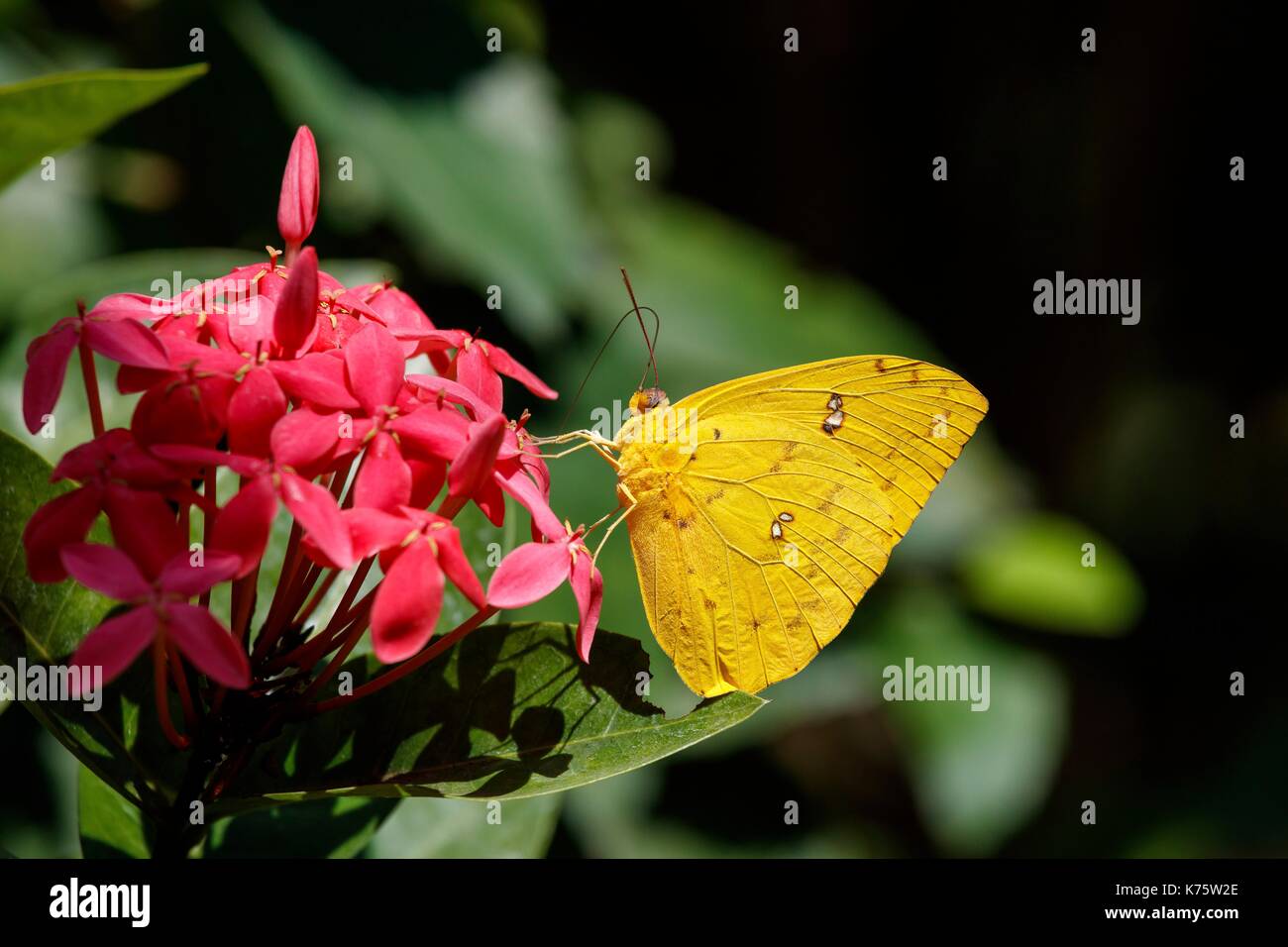 Nicaragua, Rivas Provinz, Insel Ometepe, orange Schwefel Schmetterling in Charco Verde Natur finden Stockfoto