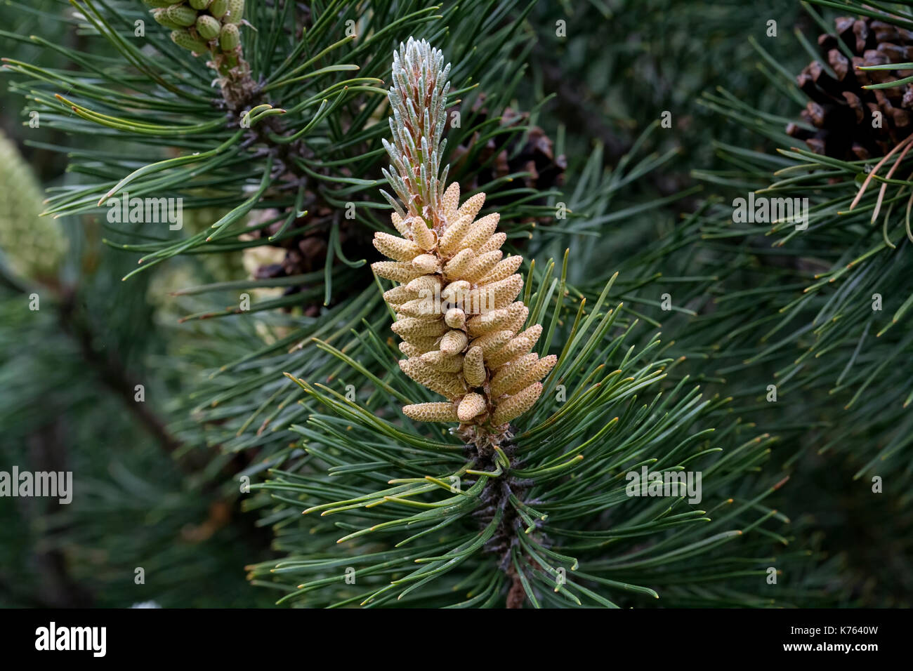 Die Wunder, die wir nicht bemerken... Kiefer Blume sieht aus wie eine tropische Frucht oder Seeanemonen. Makro Stockfoto