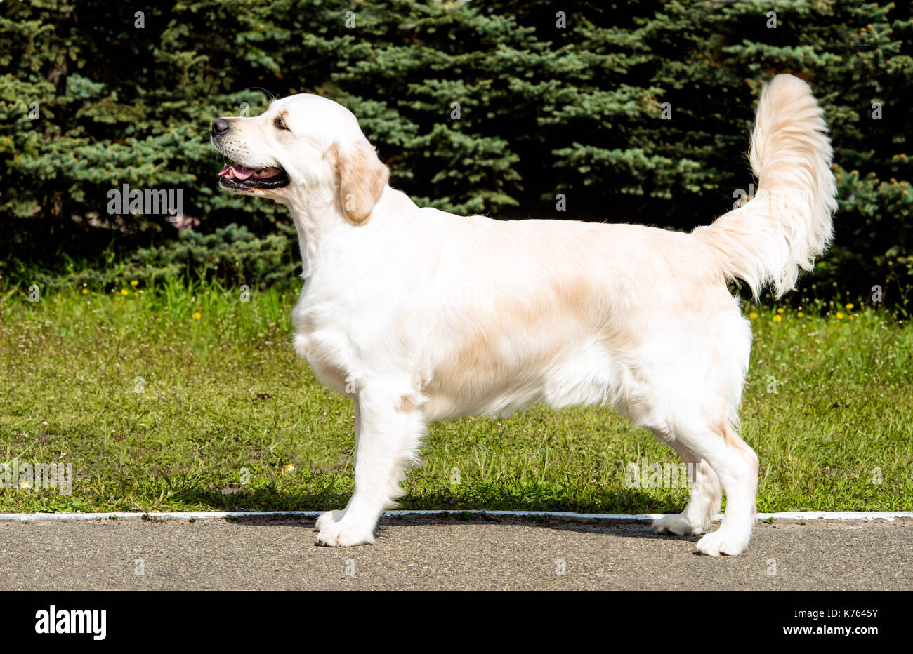 Labrador Retriever gelb mit großen Schwanz. Labrador Retriever ist im Park. Stockfoto