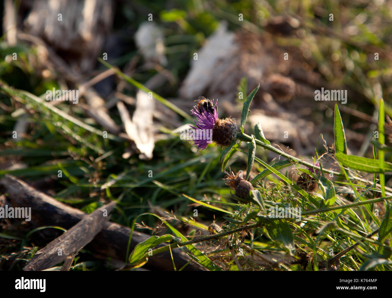 Ein Fuzzy bumblebee Getränke Nektar aus einer lila Klee oder Wildflower Stockfoto