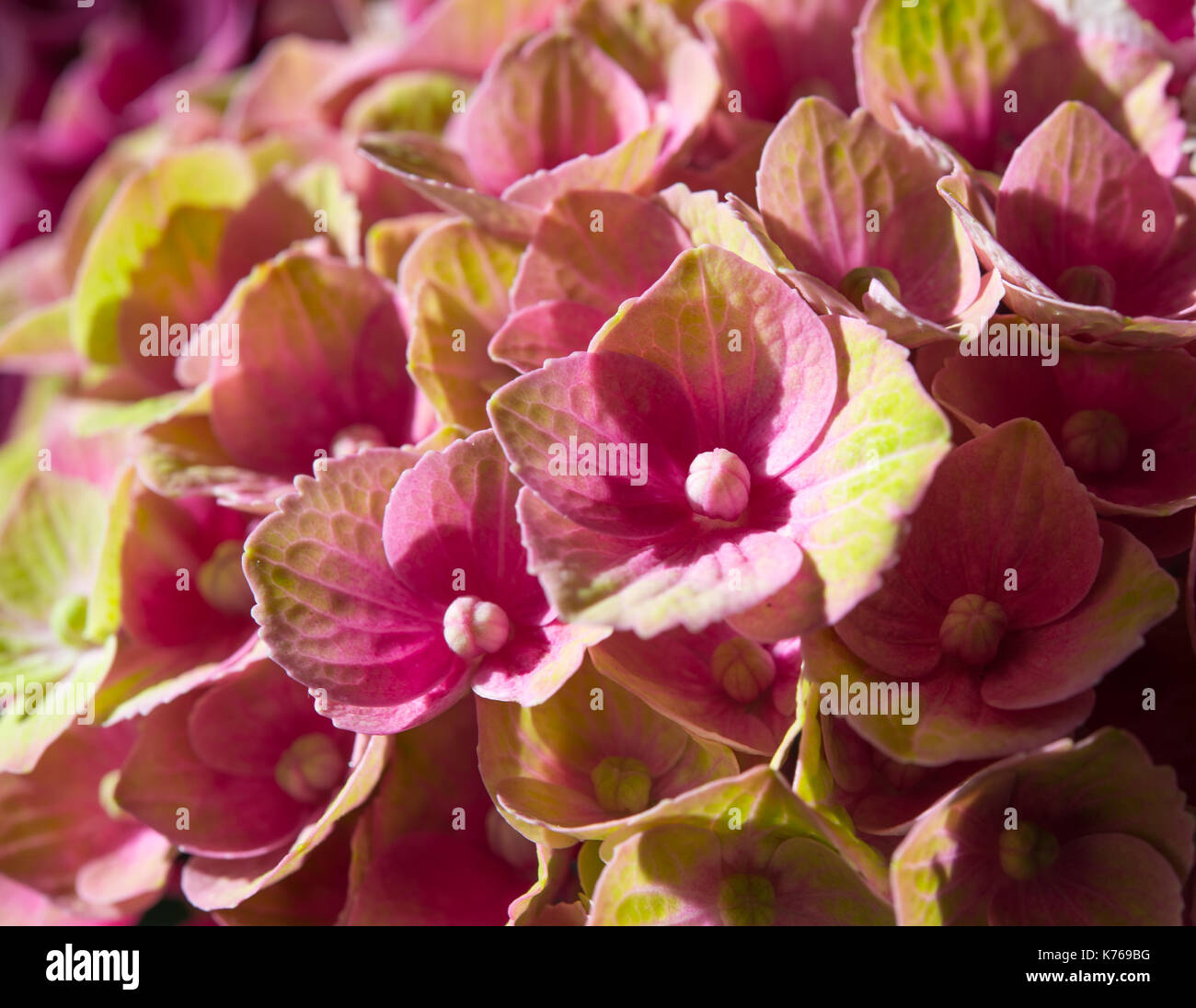 Rosa und grün Hortensienblüten close-up Stockfoto