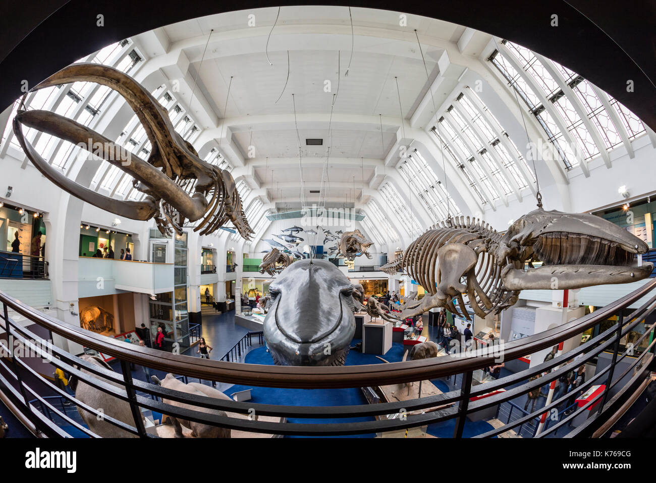 Säugetier Halle am Natural History Museum in London. Stockfoto
