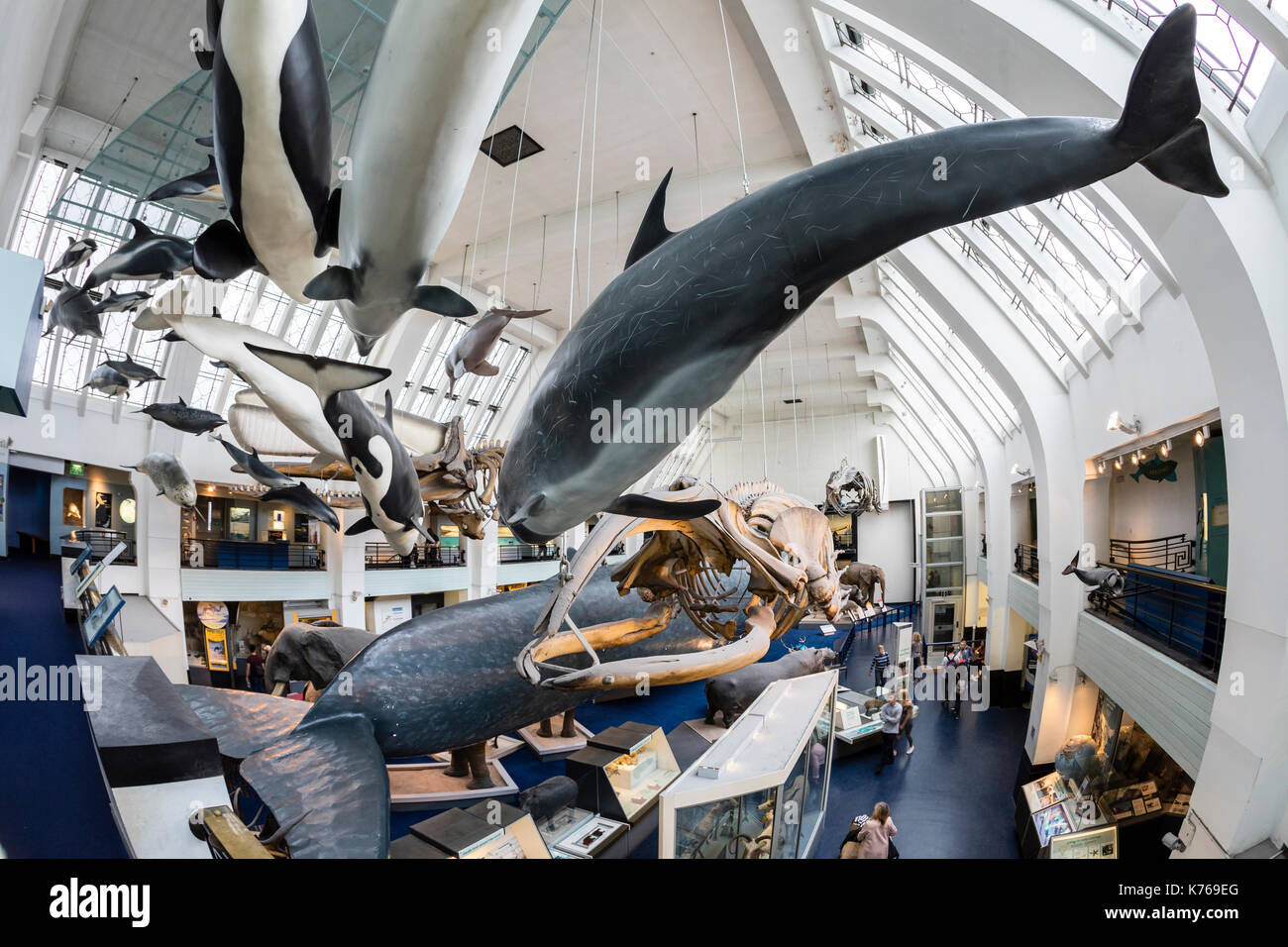 Säugetier Halle am Natural History Museum in London. Stockfoto