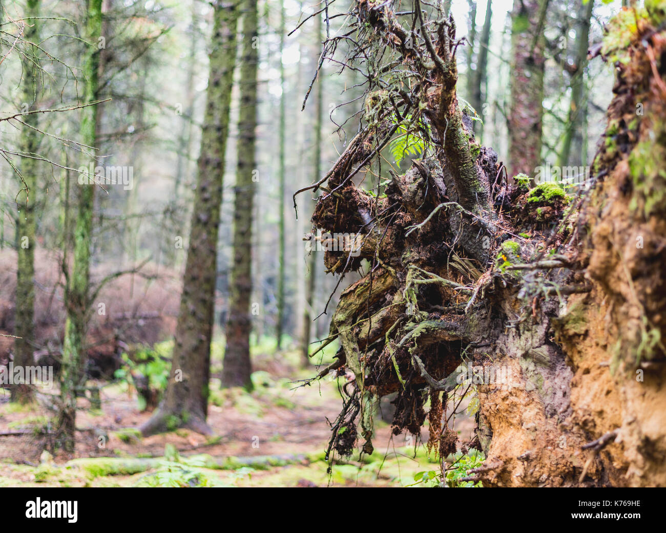 Gefallen Kiefer in einer Plantage Stockfoto
