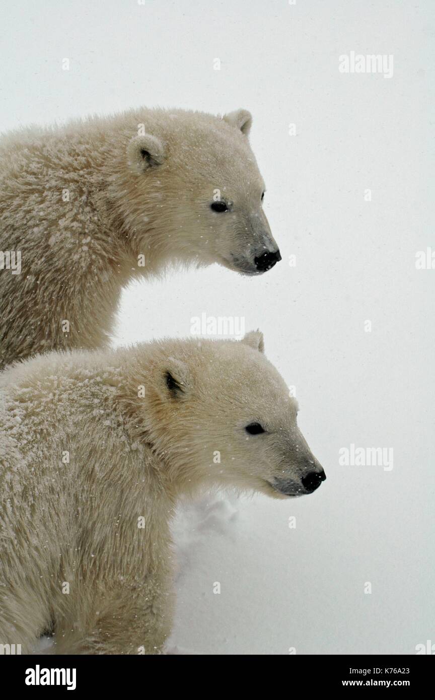 2 junge Polar Bear Cubs in der Mitte von Blizzard in der Nähe von Churchill in Manitoba, Kanada Stockfoto