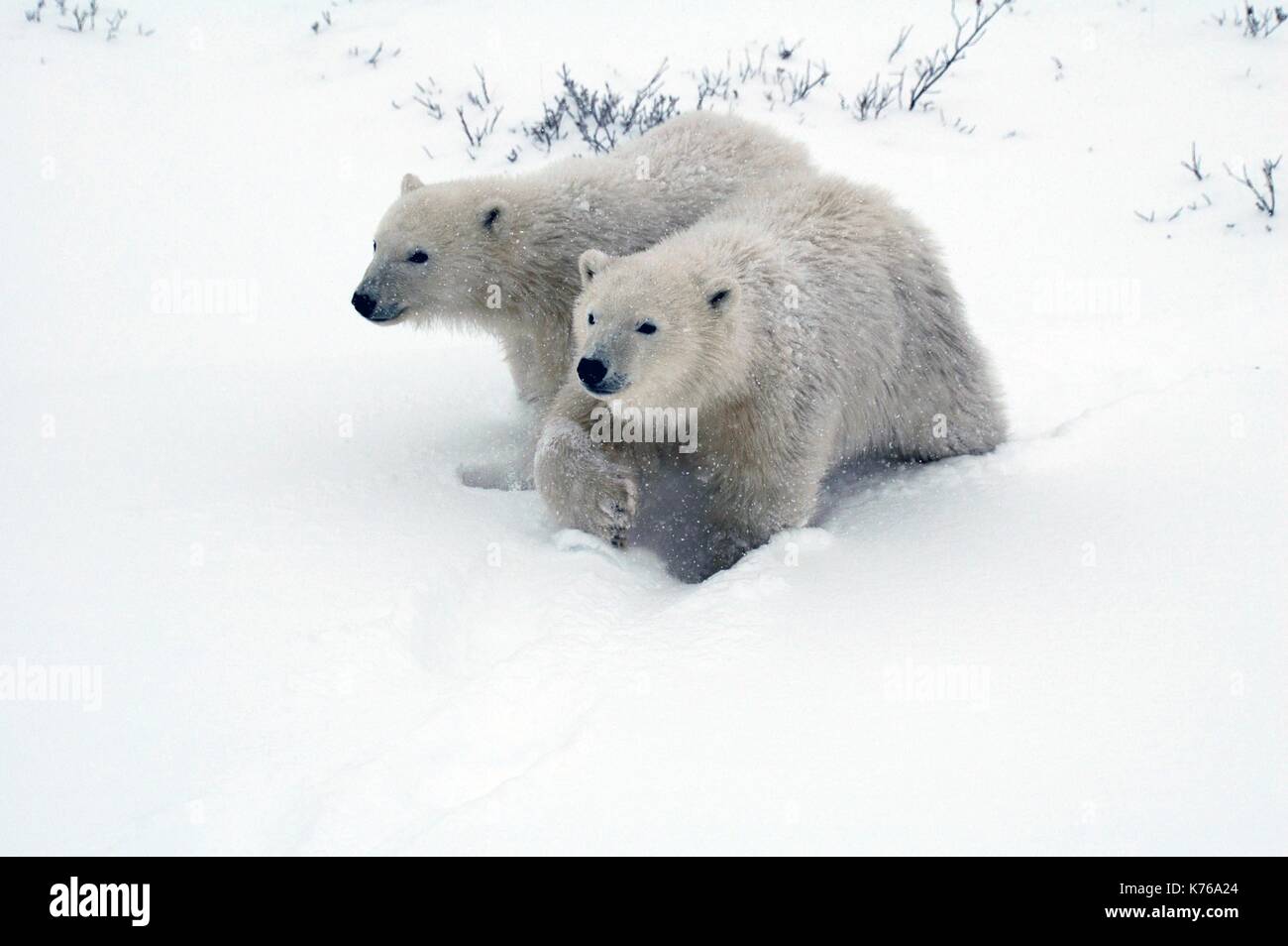 2 junge Polar Bear Cubs in der Mitte von Blizzard in der Nähe von Churchill in Manitoba, Kanada Stockfoto