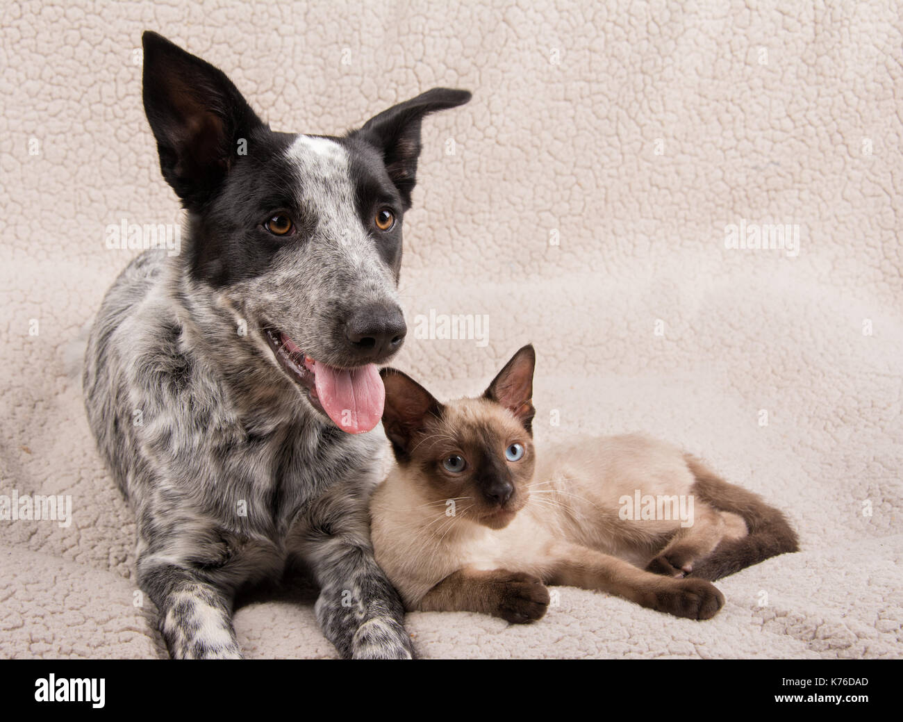 Adorable junger Hund und Katze liegend kuschelte sich auf einem weichen Fleece Decke, auf der rechten Seite der Viewer Stockfoto