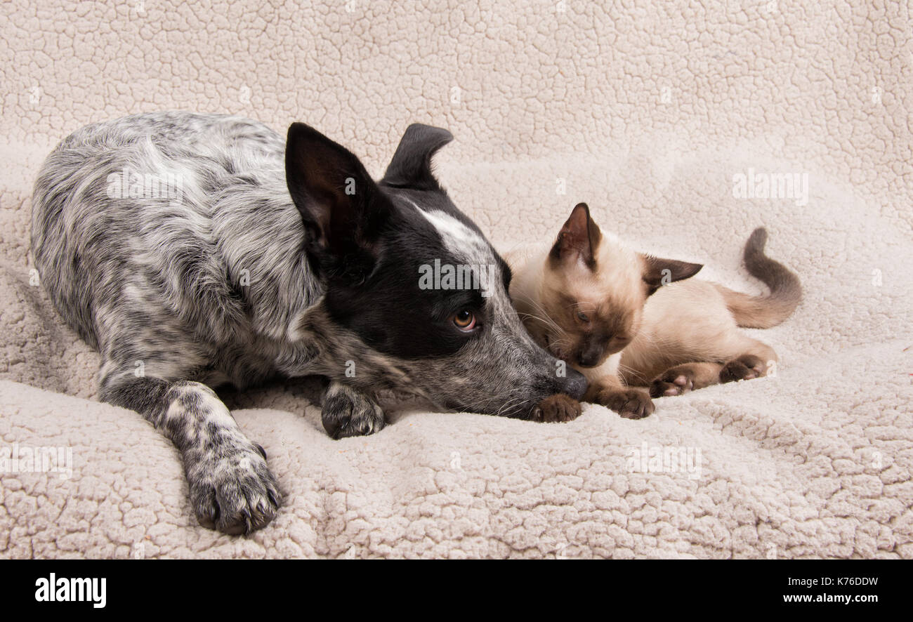 Bewegender Moment zwischen einem jungen Hund und Katze nebeneinander liegend Stockfoto
