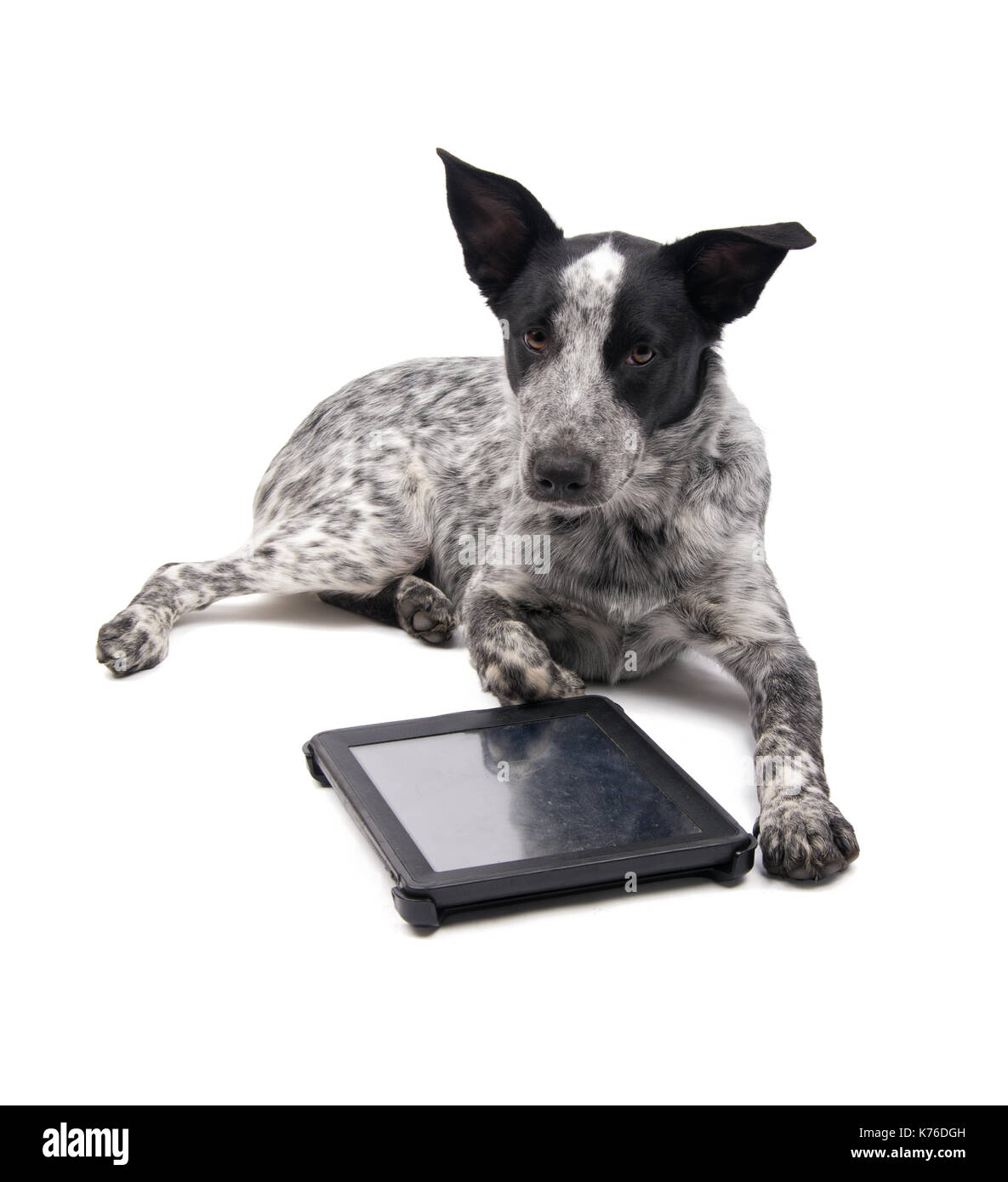 Schwarz-weiß gefleckte Hund liegend mit einem Tablet-PC vor ihr, mit Blick auf den Betrachter, auf Weiß Stockfoto