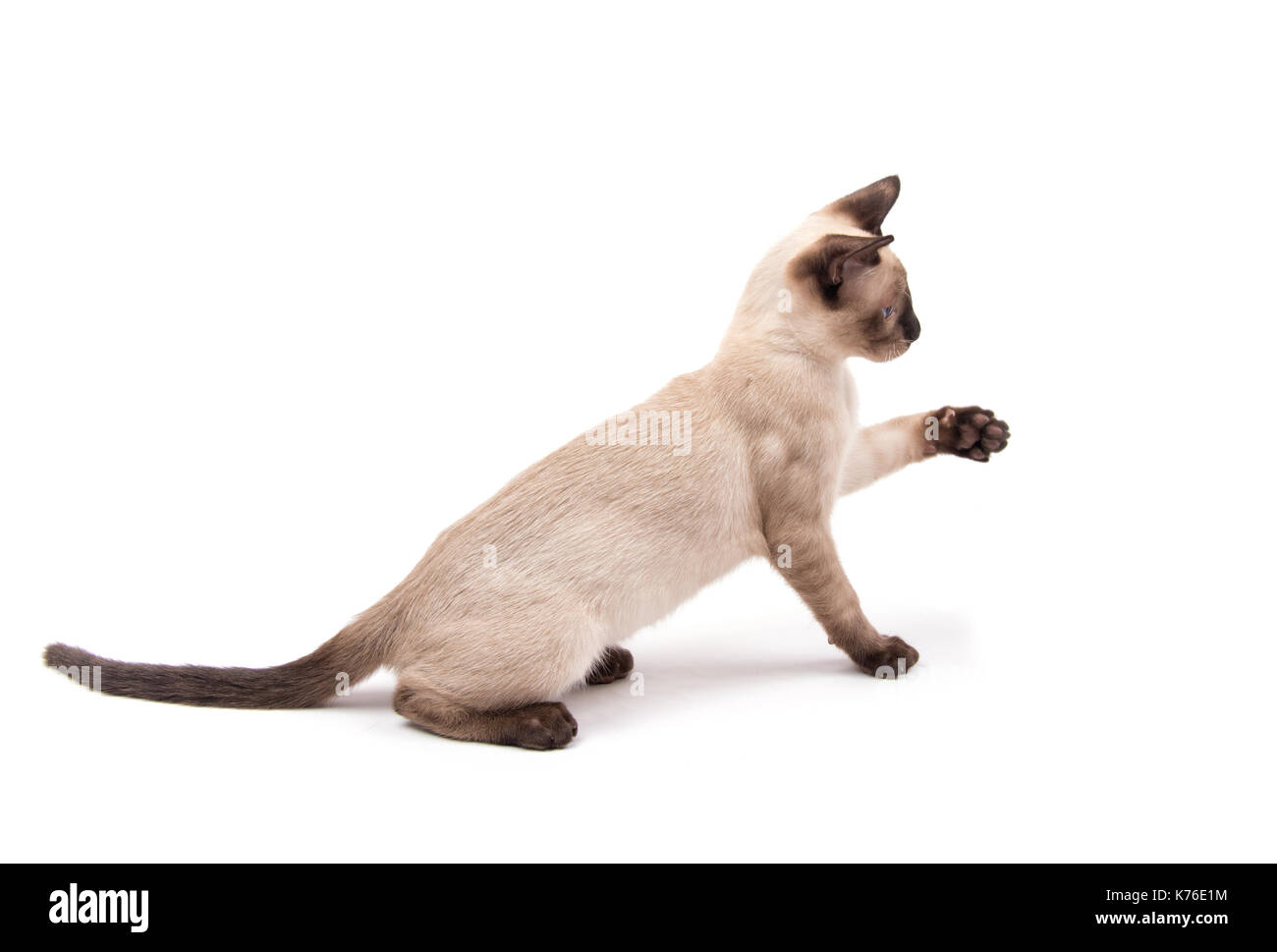 Seitenansicht eines niedlichen Siamesische Katze sitzend mit seiner Pfote, über zu erreichen für etwas, auf weißem Hintergrund Stockfoto
