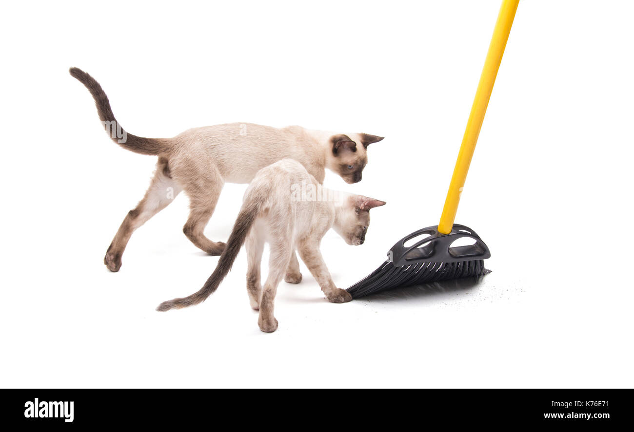 Zwei Kätzchen helfen mit Fegen des Fußbodens, auf Weiß Stockfoto