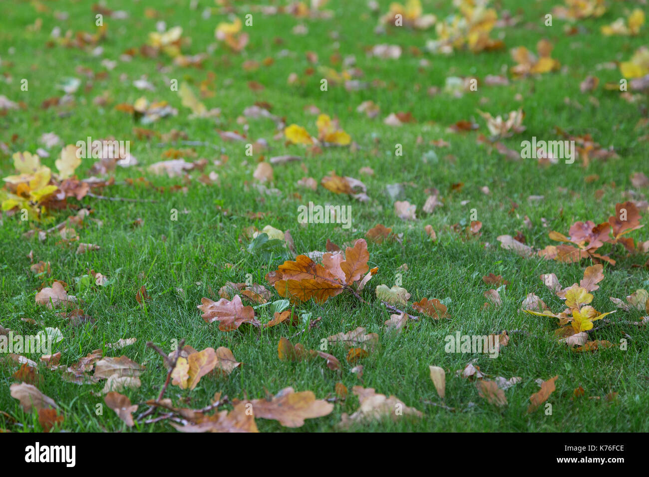 Close-up und niedrigen Winkel Blick auf viele Gefallene gelbe und braune Blätter auf dem Rasen im Herbst. Stockfoto