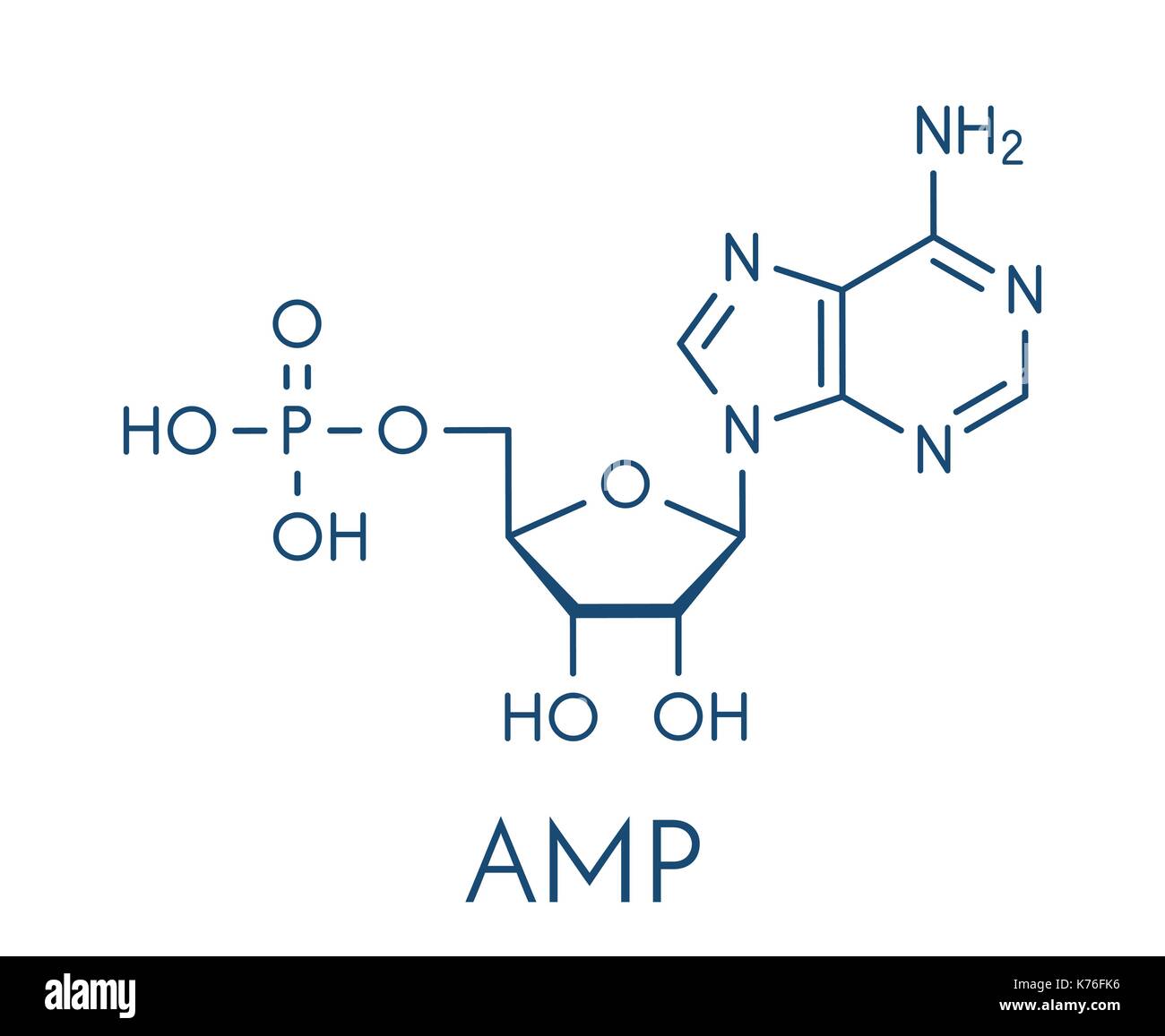 Adenosinmonophosphat (Ampere, adenylic Acid) Molekül. Nukleotid Monomer von RNA. Komponiert von Phosphat, Ribose und Adenin Metaboliten. Skelettmuskulatur Formel Stock Vektor