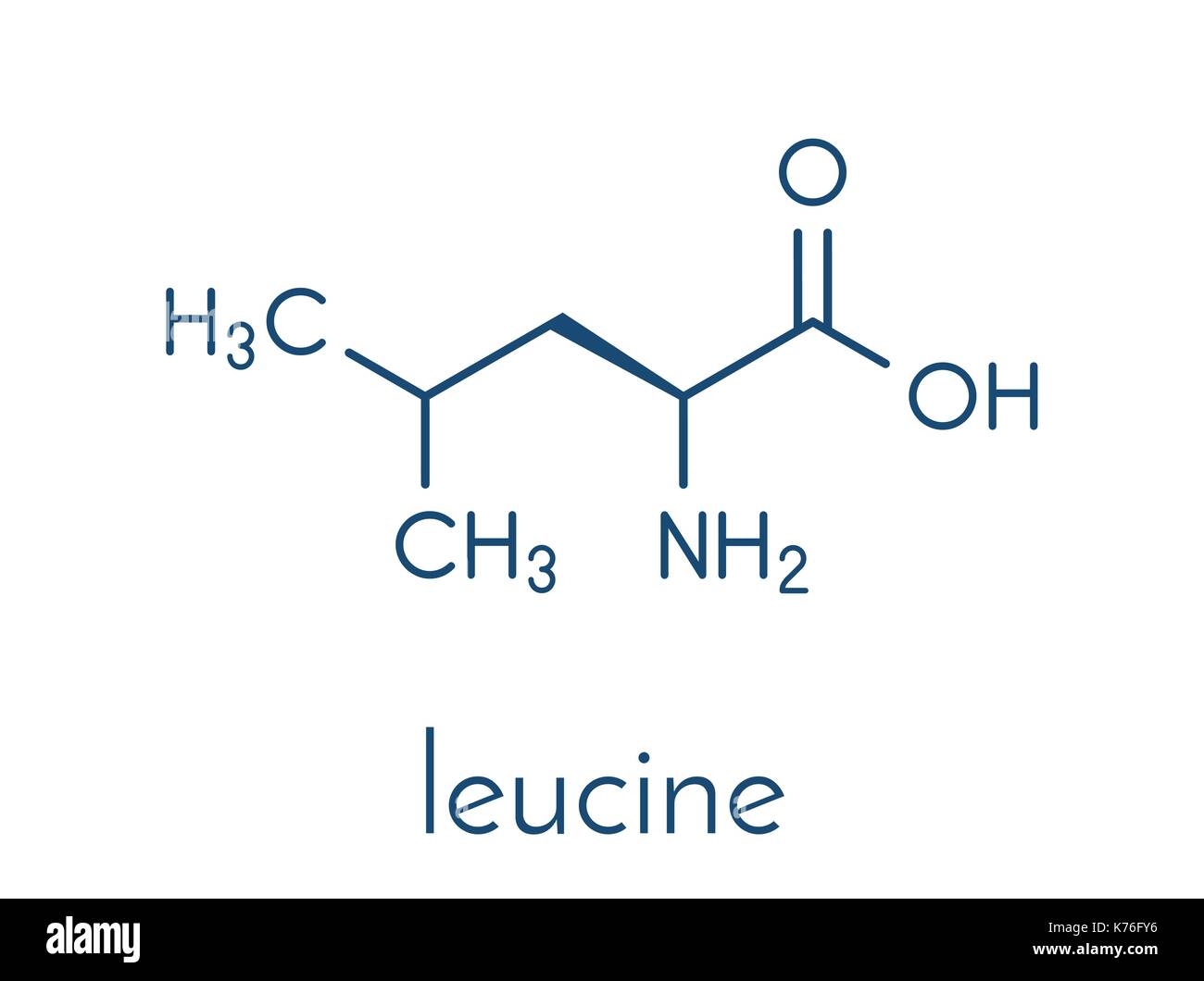Leucin (l-Leucin, Leu, L) Aminosäure Molekül. Skelettmuskulatur Formel. Stock Vektor