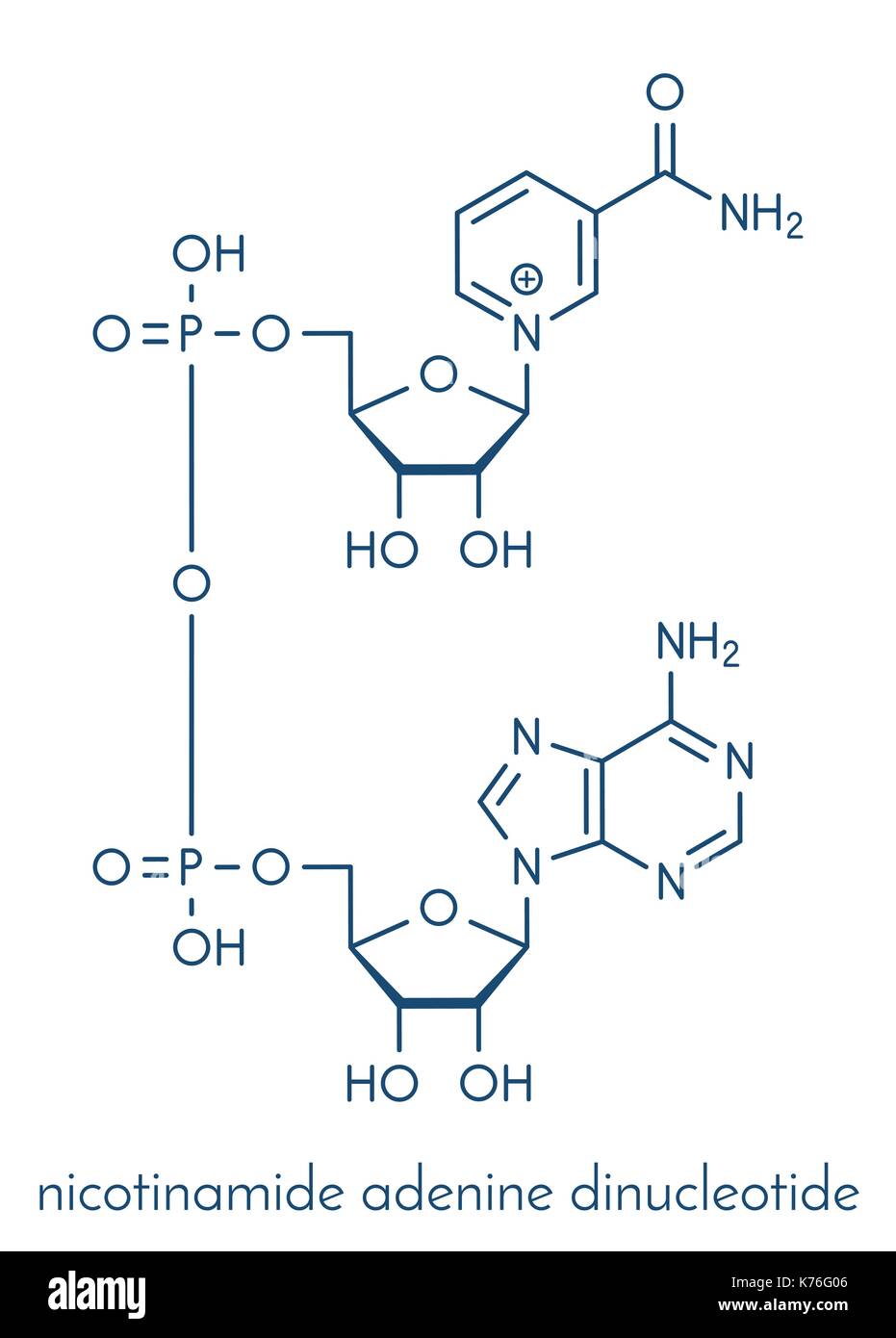 Nicotinamid-adenin-dinucleotid (NAD + ) Coenzym Molekül. Wichtige Coenzym in viele Redoxreaktionen. Skelettmuskulatur Formel. Stock Vektor