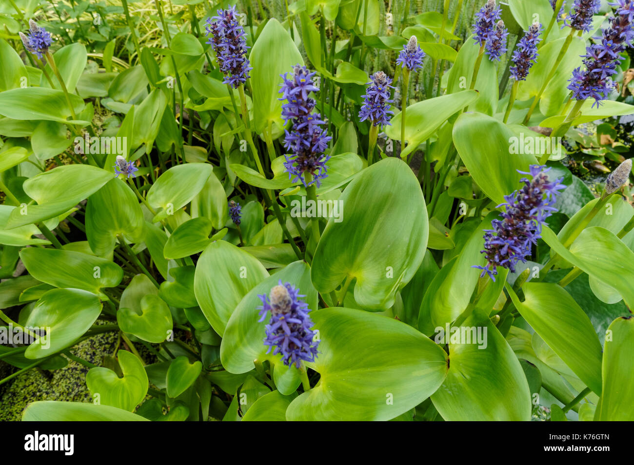 Blaue Blumen von Pontederia Cordata Alba Stockfoto