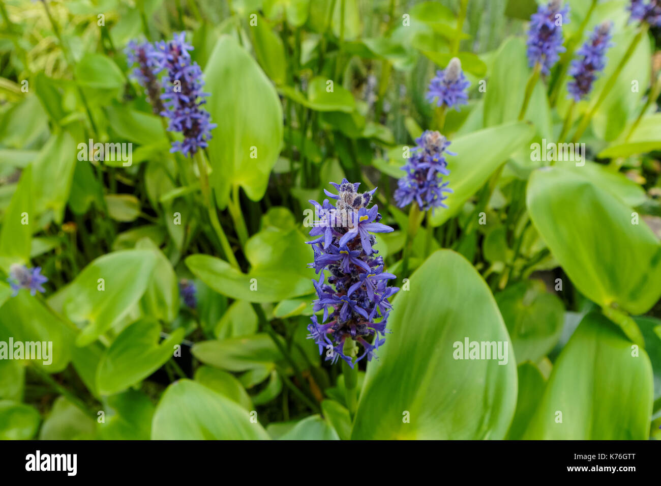 Blaue Blumen von Pontederia Cordata Alba Stockfoto