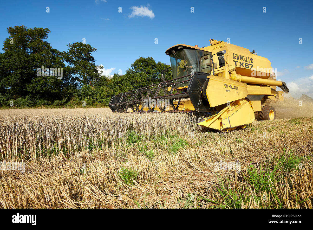 Mähdrescher Ernten von Weizen UK Stockfoto