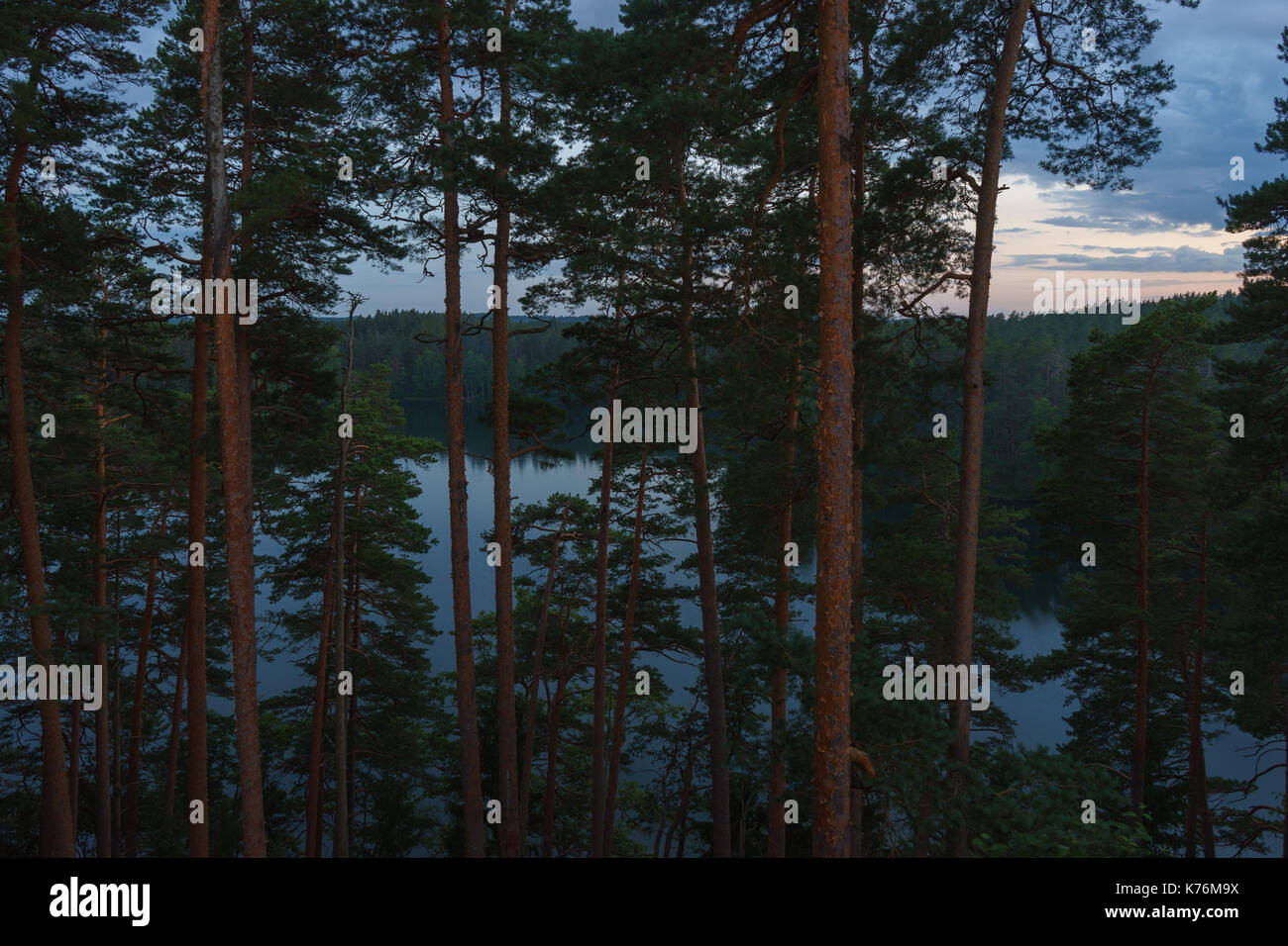 Idyllische paukjarv Seeblick durch Baumstämme durch den Morgen, Estland Stockfoto