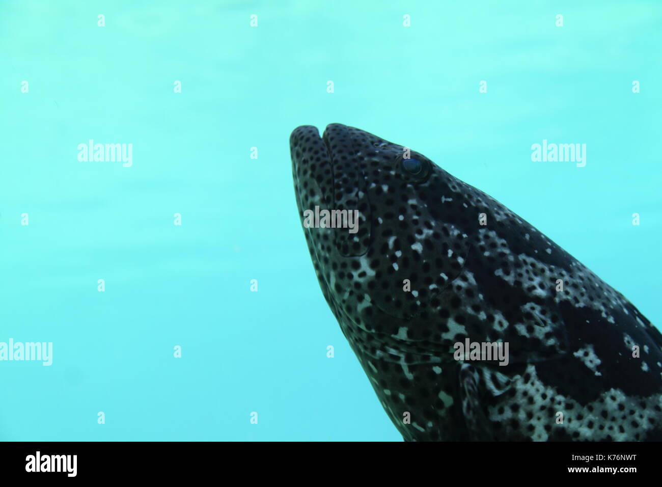 Queensland Zackenbarsch (epinephelus Lanceolatus) Stockfoto