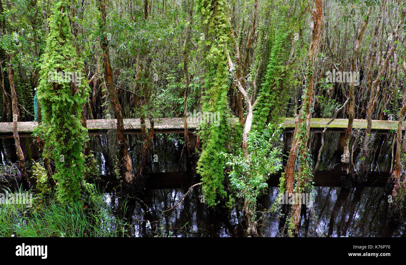 Eco Green für Ökotourismus im Mekong Delta, Vietnam, Fußweg durch den Wald machen erstaunliche Tour zu Landschaft im Sommer, Baum aus dem Wasser des Flusses Stockfoto