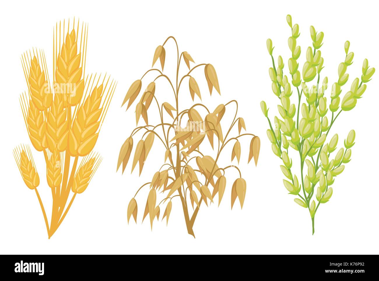 Getreide Symbole von Getreide Pflanzen. Vektor Ohren Weizen und Roggen, Buchweizen Samen und Hafer oder Gerste, Hirse und Reis Garbe. Isolierte Landwirtschaft Maiskolben und l Stock Vektor