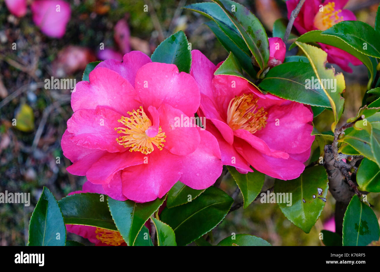 Camellia sasanqua Blumen blühen im Garten im Winter. Stockfoto