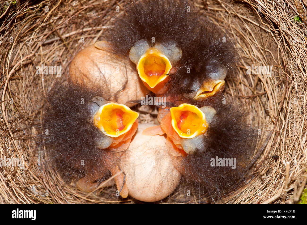 Robin (Erithacus Röteln) Jungtiere und Eier Stockfoto