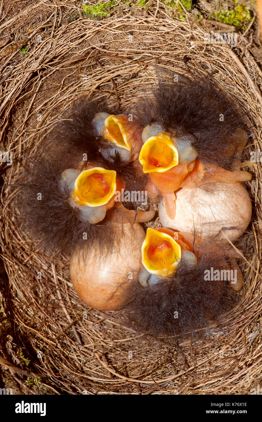 Robin (Erithacus Röteln) Jungtiere und Eier Stockfoto