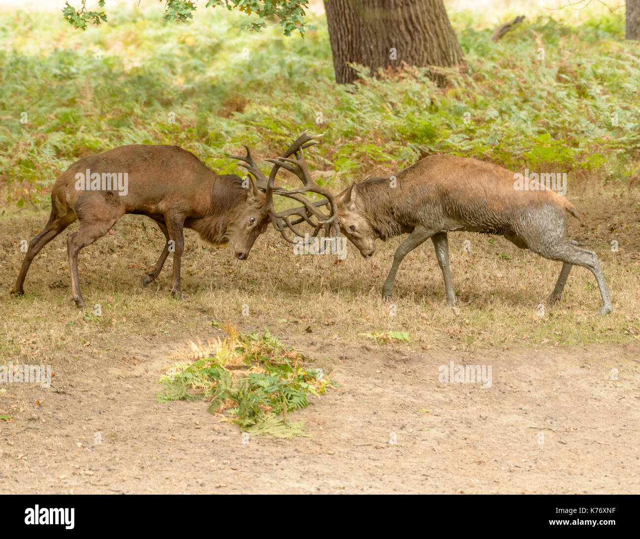 Rotwild Hirsche Spurrinnen an Richomond Deer Park Central London/England/UK/Britische Ilses Stockfoto