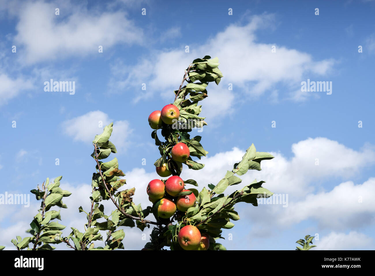 Äpfel in der Wind im Alten Land in der Nähe von Hamburg, Deutschland Stockfoto